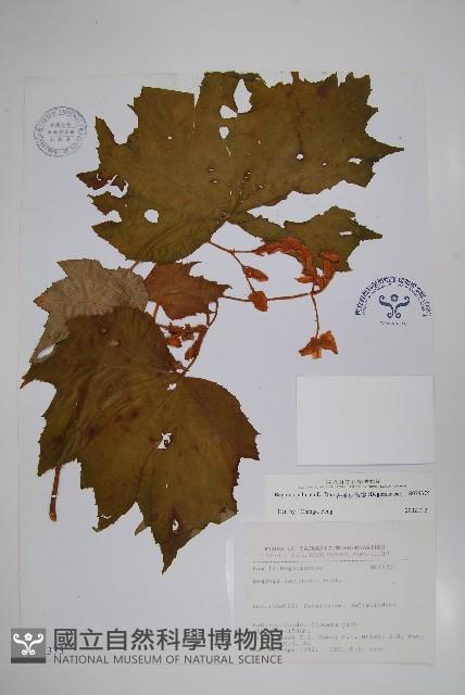 裂葉秋海棠藏品圖，第1張