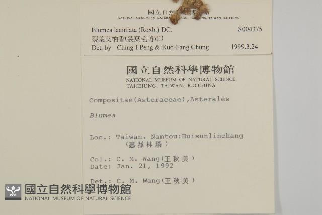 裂葉艾納香藏品圖，第2張