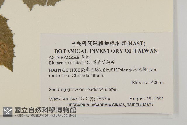 薄葉艾納香藏品圖，第2張