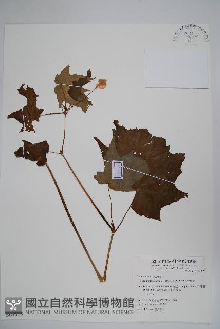 水鴨腳藏品圖，第1張