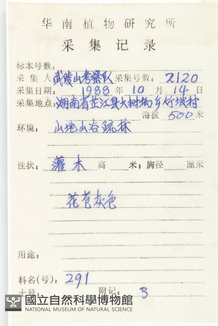 胡頹子藏品圖，第2張