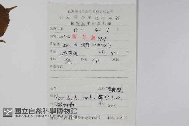 青榨槭藏品圖，第2張