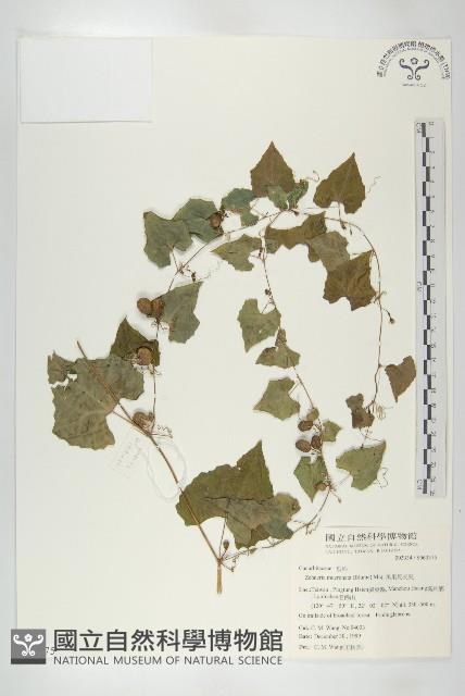 黑果馬交兒藏品圖，第1張