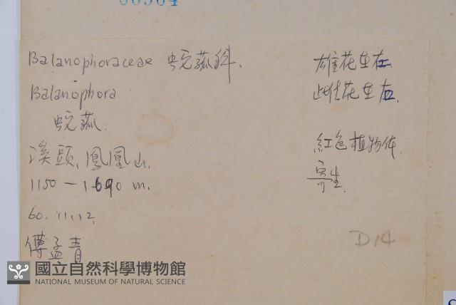 穗花蛇菰藏品圖，第2張