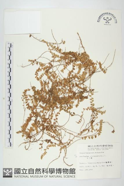 土丁桂藏品圖，第1張