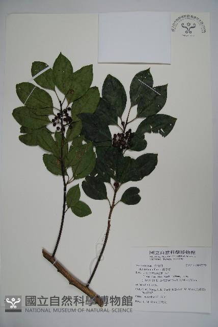 鐵冬青藏品圖，第1張