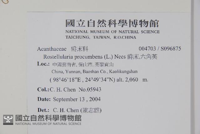 爵床、六角英藏品圖，第2張