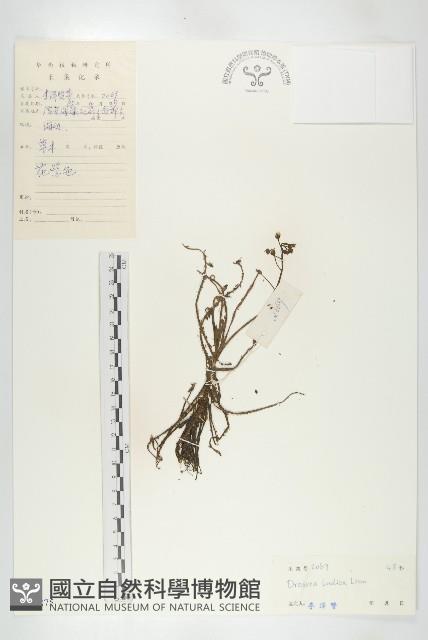 長葉茅膏菜藏品圖，第1張