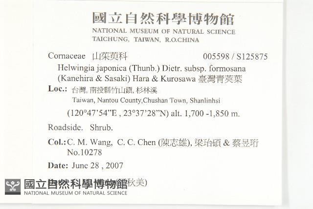 臺灣青莢葉藏品圖，第2張