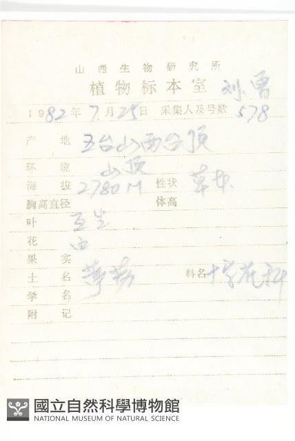 蒙古葶藶藏品圖，第2張