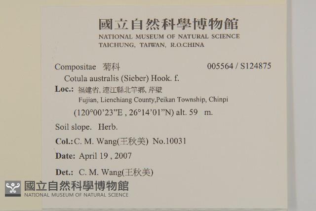 南方山芫荽藏品圖，第2張