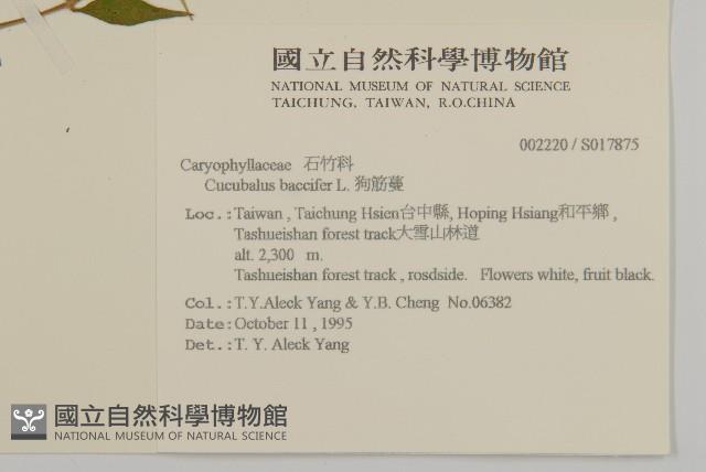 狗筋蔓藏品圖，第2張