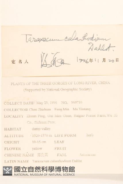 大頭蒲公英藏品圖，第2張