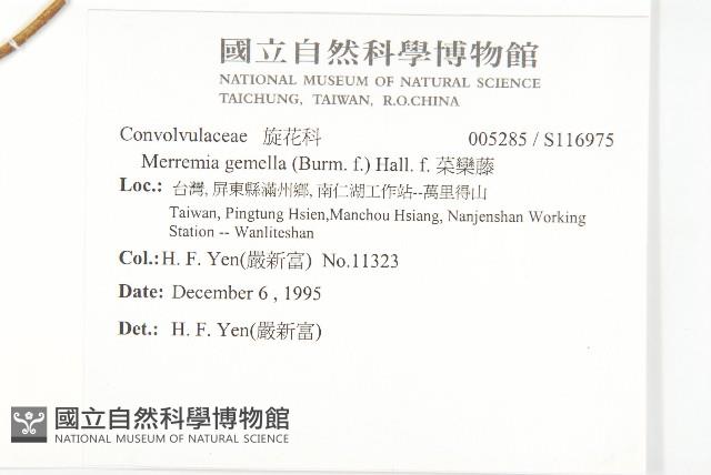 菜欒藤藏品圖，第2張