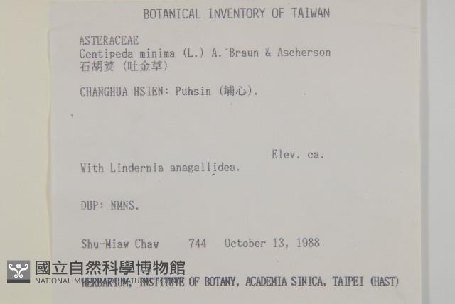 石胡荽、吐金草藏品圖，第2張