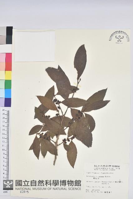 刺杜密藏品圖，第1張