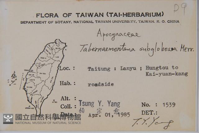 蘭嶼馬蹄花藏品圖，第2張