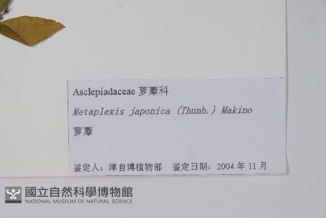 蘿藦藏品圖，第2張