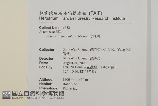 珍珠蒿、奇蒿藏品圖，第2張