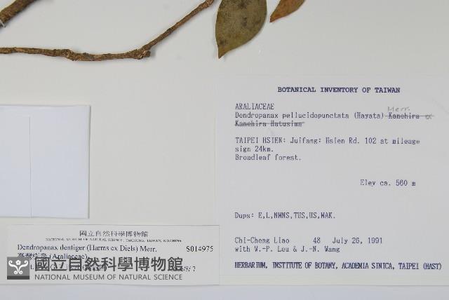 臺灣樹參藏品圖，第2張