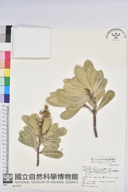 蘭嶼土沉香藏品圖，第1張