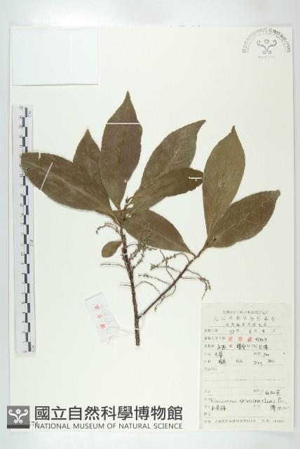 杜英、山杜英、蘭嶼杜英藏品圖，第1張