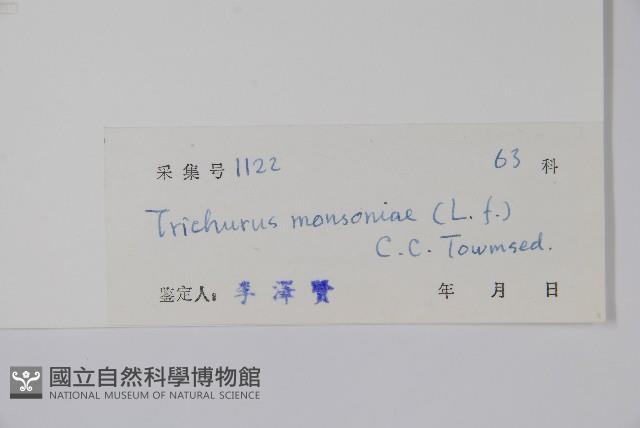 針葉莧藏品圖，第2張