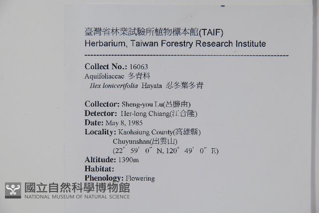 忍冬葉冬青藏品圖，第2張