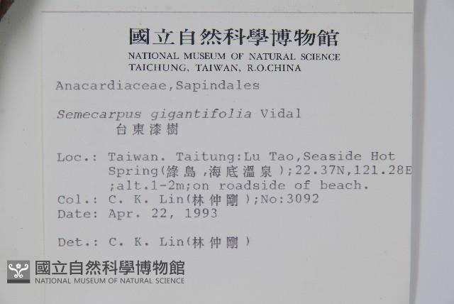 臺東漆樹藏品圖，第2張