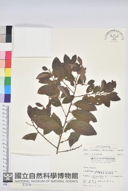 土密樹藏品圖，第1張