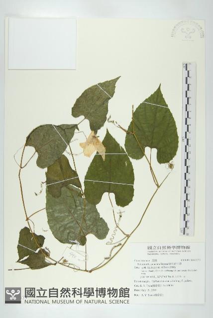 斑花青牛膽藏品圖，第1張