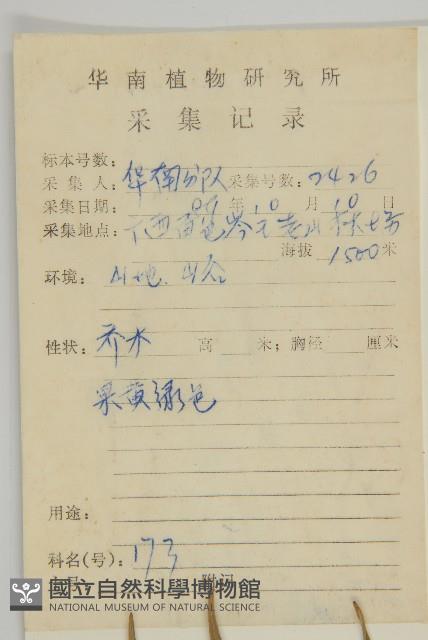 大果衛矛藏品圖，第2張