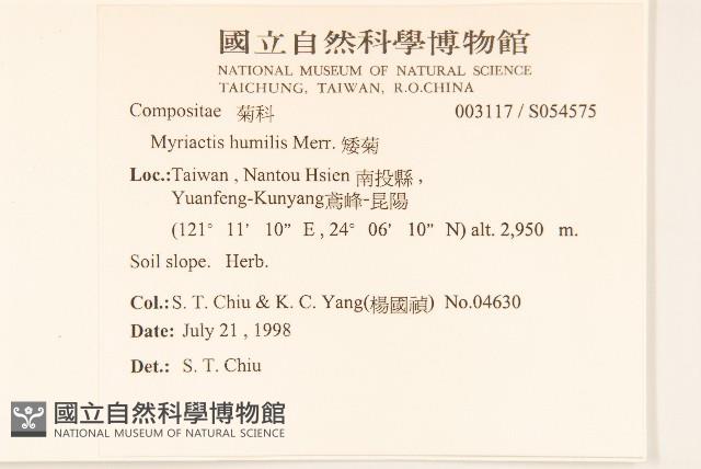 矮菊藏品圖，第2張