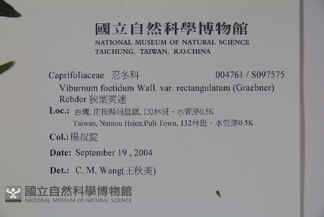 狹葉莢迷藏品圖，第2張