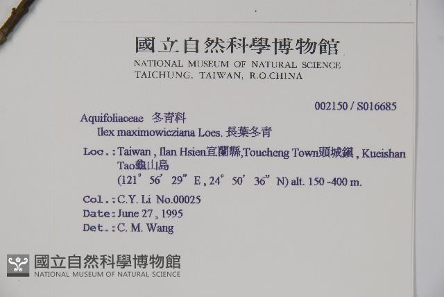 Hengchun Holly Collection Image, Figure 2, Total 2 Figures