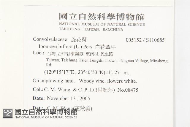 白花牽牛藏品圖，第2張