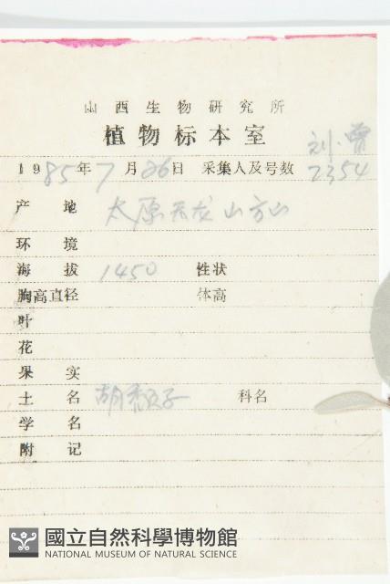 小葉胡頹子藏品圖，第2張