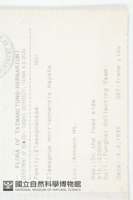 玉山胡頹子藏品圖，第2張