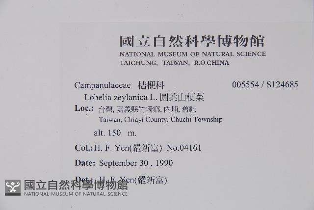 圓葉山梗菜藏品圖，第2張