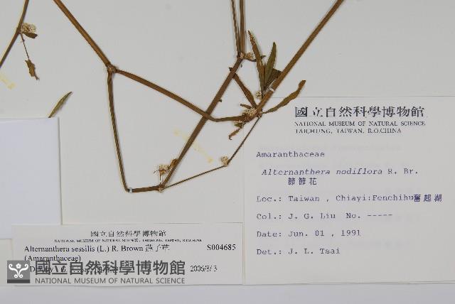 蓮子草藏品圖，第2張