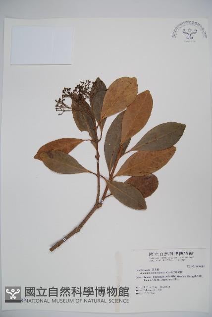 珊瑚樹藏品圖，第1張