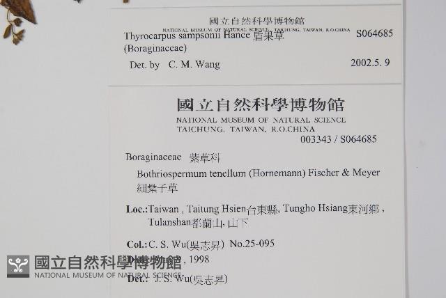 盾果草藏品圖，第2張