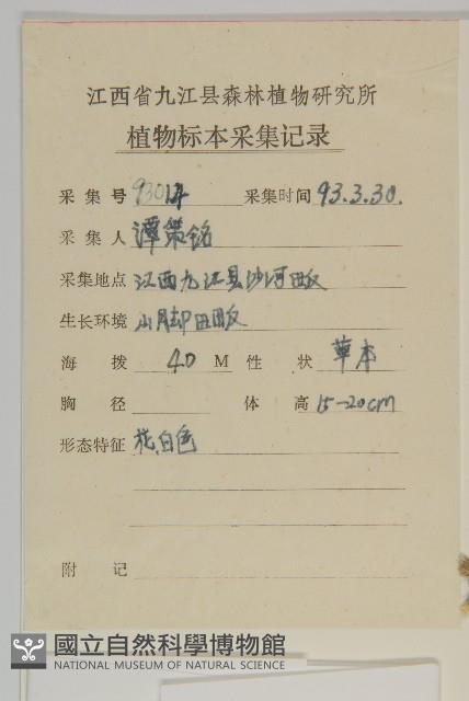 婆婆指甲菜藏品圖，第2張