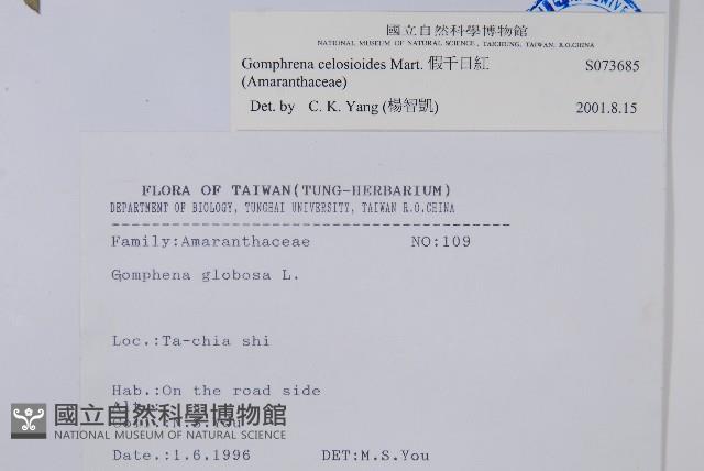 假千日紅藏品圖，第2張