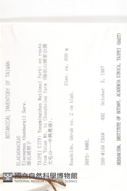 鄧氏胡頹子藏品圖，第2張