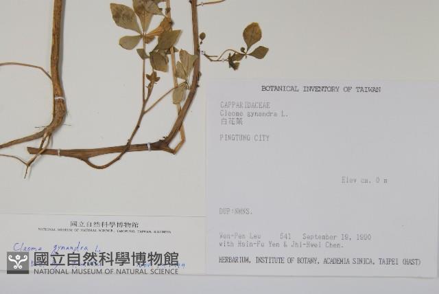 白花菜藏品圖，第2張