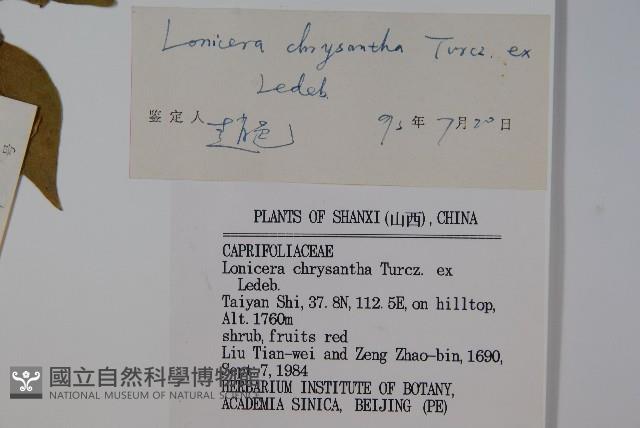 金花忍冬藏品圖，第2張