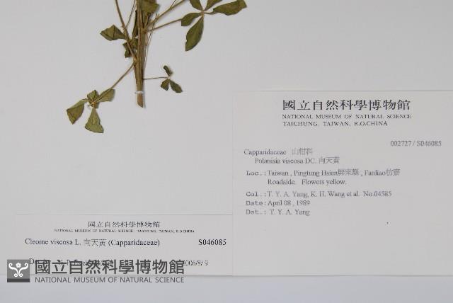 Accession Number:S046085 Collection Image, Figure 2, Total 2 Figures