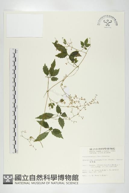 絞股藍藏品圖，第1張