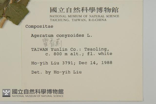 霍香薊藏品圖，第2張